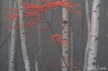 Japon Nagano Forêt